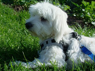 Z deníku Betynky - Můj kamarád