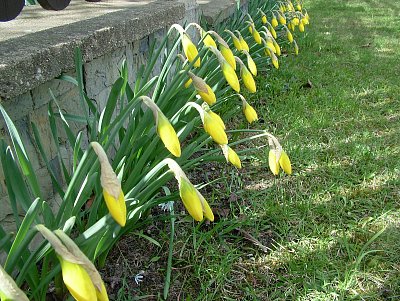 narcisy před domem