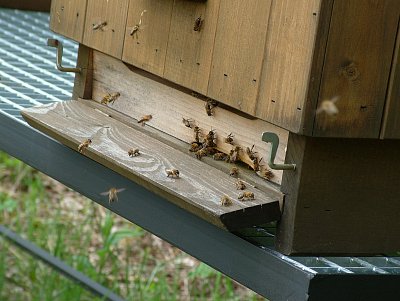 ráno u včeliček