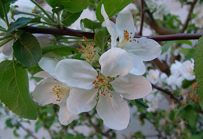 Jarní kouzla na zahrádce