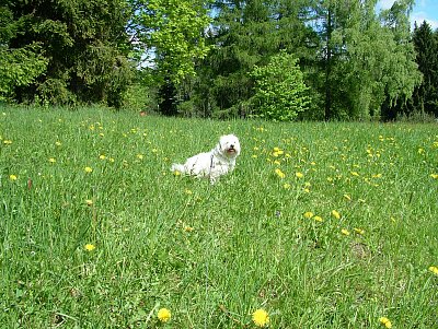 když kvetly pampelišky