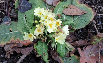 Netrpělivost vyhrála a vykvetl jsem již včera 2.2.2022