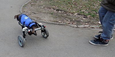 Pejsek na procházce v Klamovce*