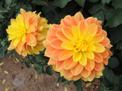 Na jiřinky si ještě počkáme