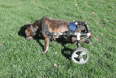 Pejsek se projíždí v Klamovce