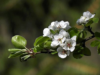 Lesní pláňka jabloňová