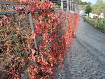 Svatováclavská vinice na pražském hradě