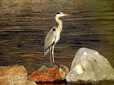 Výstavní postoj volavky