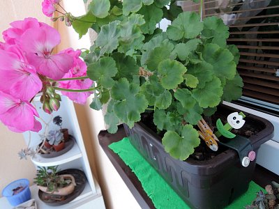 Kolíčky od  Heleny-Červenky hlídají můj muškát