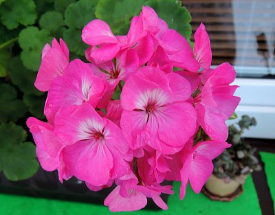 Pro Alenu T. - také ti takto kvete?