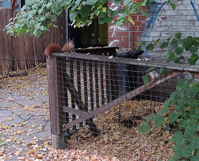 Veverka v Letenských sadech