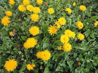 Pampelišky už zaplavují trávník před domem.