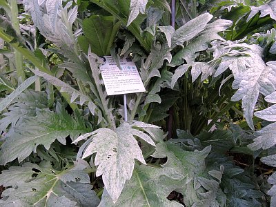 Artyčoky v BZ Na Slupi