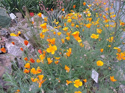 Sluncovka kalifornská*