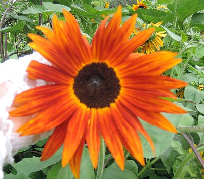 V BZ Troja je nás hodně neobvyklých