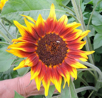 Další neobvyklá slunečnice  z BZ Troja