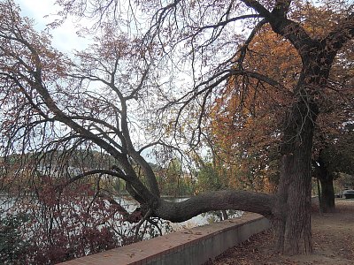 Starý strom na Žofíně