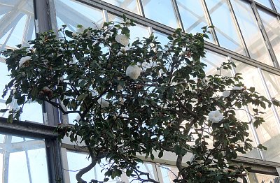 Dostatek světla ve skleníku zajištují okna i v lednu