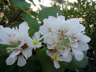 Bílé květy na stromě Lipěnka Africká v BZ Na Slupi