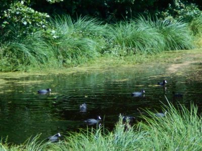 Lysky černé na tůních