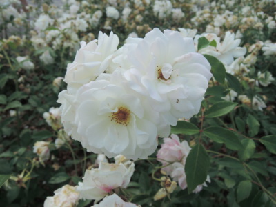 I bílá je krásná