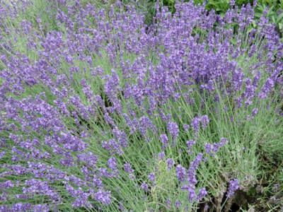 Levandule v Květnici na Petříně