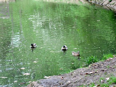 Na rybníčku v parku Cibulka si lebedí kačeři s kachnou
