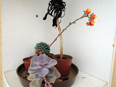 Moje sukulentní zákoutí na balkoně - kupodivu jeden kvete