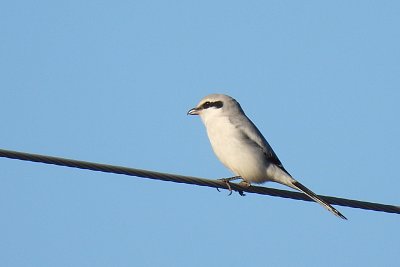 Dnešní úlovek, ťuhýk šedý*