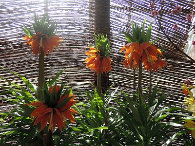 Předjaří v Královské zahradě III