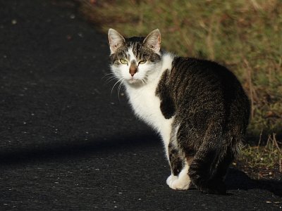 Kočka není pes ... mňau!