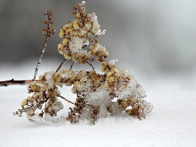 Poslední lednová v ledu
