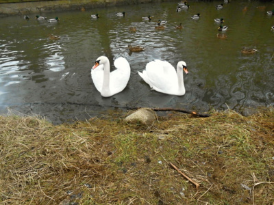 Labutě na rybníku