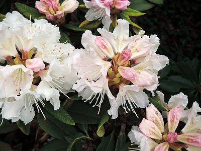 K mému překvapení jsem včera objevila kvetoucí Rhododendron v BZ Na Slupi*