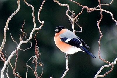 Ptáci v zimě, hýl obecný