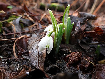 Nesmělé klepání jara
