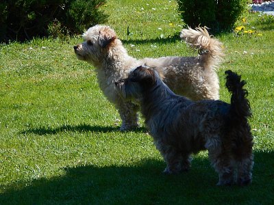 fenky Sendy ve střehu