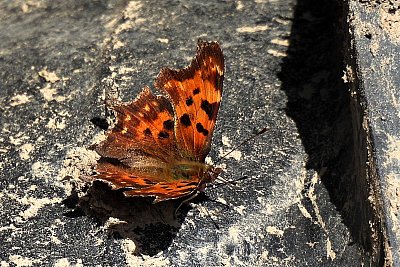 Letošní první únorový