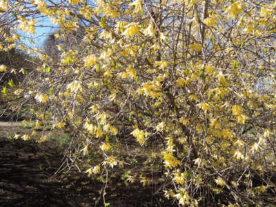 Zlatice Girardova - Forsythia Girardiana