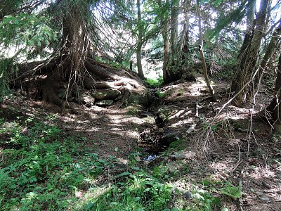 V lese v Krkonoších