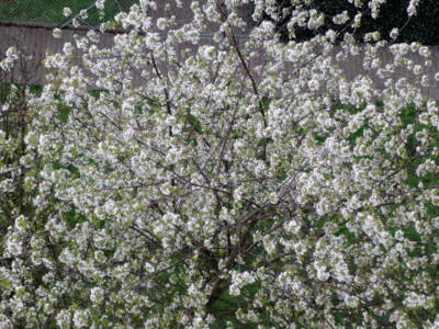 Prší, ale květům to nevadí-7.4.2017