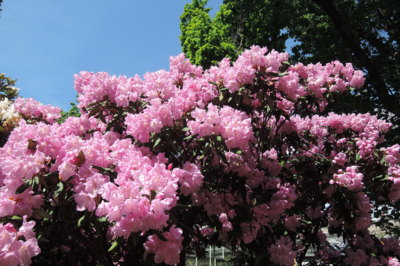 Jaro v BZ Na Slupi - Praha