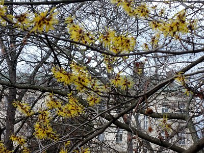 Vilín měký "Pálida" *