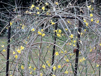 Jasmín nahokvětý *