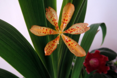 Angínovník dnes rozkvetl