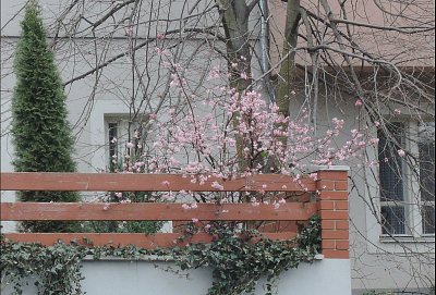 Kvetu na střeše garáže