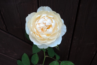 V květinářství v Litoměřicích.