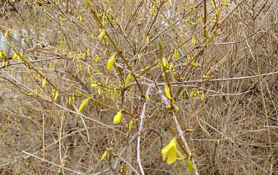 I forsytie už otvírá svá kvítka