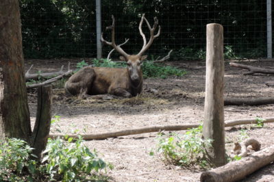 Jelen - farma v Dubči (Praha)