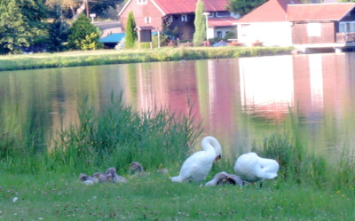 U rybníka Žabák labutě i labuťátka.